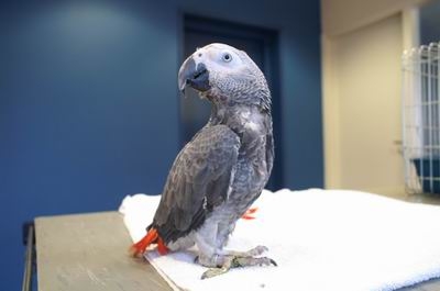 Erik de baby grijze roodstaart, slachtoffer van het gesol handel in (baby) papegaaien de Moderne Papegaai